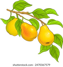 Pear Branch Colored Detailed Illustration.