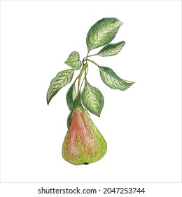 Pear branch with fruit and leaves, color hand-drawn pencil drawing, isolated, white background.