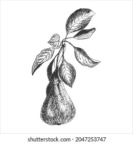 Pear branch with fruit and leaves, print, imprint, stamp, hand drawing in pencil, engraving style, isolated, white background.