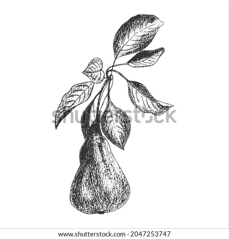 Pear branch with fruit and leaves, print, imprint, stamp, hand drawing in pencil, engraving style, isolated, white background.