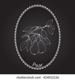 Pear branch with fruit (pyrus communis), or european pear. Hand drawn botanical vector illustration