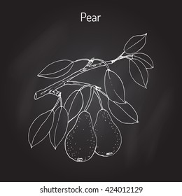 Pear branch with fruit (pyrus communis), or european pear. Hand drawn botanical vector illustration