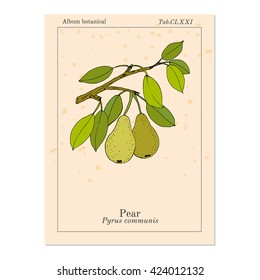Pear branch with fruit (pyrus communis), or european pear. Hand drawn botanical vector illustration