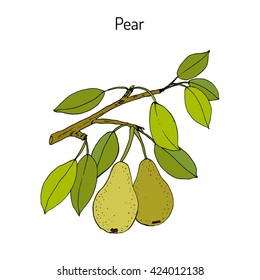 Pear branch with fruit (pyrus communis), or european pear. Hand drawn botanical vector illustration