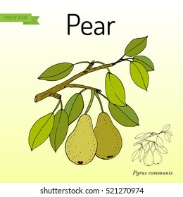 Pear branch with fruit (pyrus communis), or european pear. Hand drawn botanical vector illustration