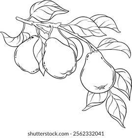 Pear Branch with Fruits Outline Illustration.