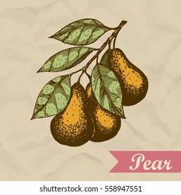Pear branch. Hand drawn engraved vector sketch illustration. Vector illustration