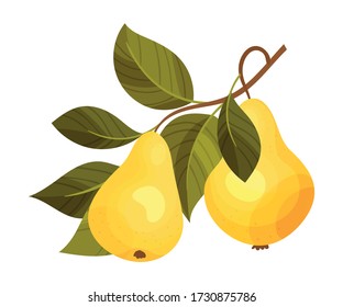 Pear Branch with Mature Fruits Hanging Vector Illustration