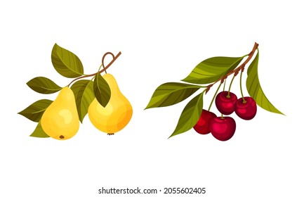 Pear and cherry tree branches set. Twigs with green leaves and ripe juicy fruits vector illustration