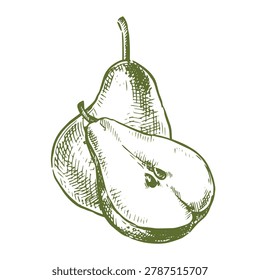 A pear composition. Vector illustration in sketch style. Vintage style drawing.