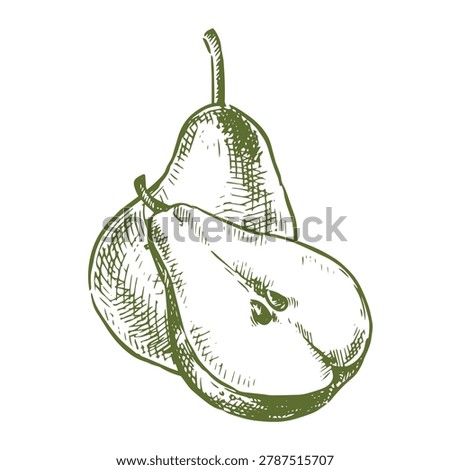 A pear composition. Vector illustration in sketch style. Vintage style drawing.