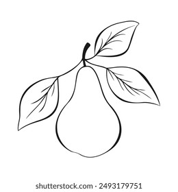 Pear contour drawn on white background. Vector illustration
