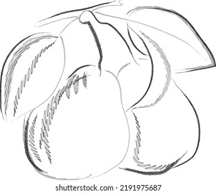 Pear drawing. Summer fruit engraved style illustration. Detailed vegetarian food sketch. Great for label, poster, print