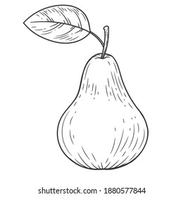 Pear engraved with leaf vintage illustration isolated on white background. Organic food hand drawn sketch . Black outline. 