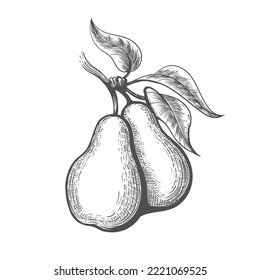 Pear engraving. Etching hand drawn pears branch with leavs sketched isolated, engraved vector natural dessert symbol