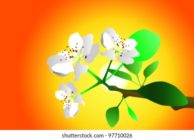 pear flower