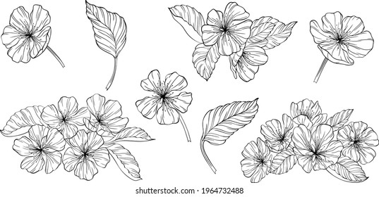 Pear flowers and leaves isolated on white. Hand drawn line vector illustration. Eps 10
