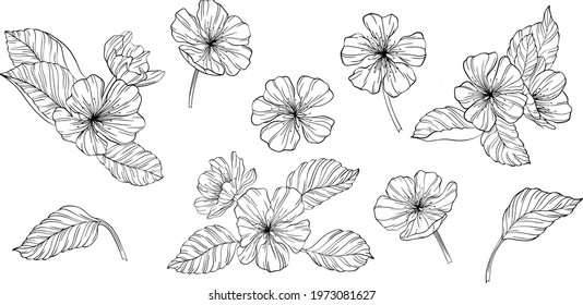 Pear flowers and leaves isolated on white. Hand drawn line vector illustration. Eps 10