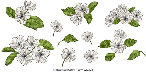 Pear flowers and leaves isolated on white. Hand drawn line vector illustration. Eps 10