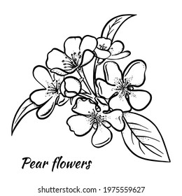 Pear flowers sketch. Made by hand. Linear illustration Isolated on a white background. Vector.