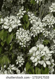 Birne Blumen im Frühling. Sommer