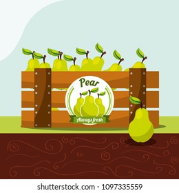 pear fruit always fresh in wood basket
