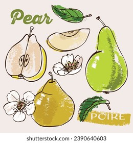 Birnenfrucht und Blütenkrähen, Vektorgrafik. Linienkunst und Kreide füllen Farbe in einem ausdrucksvollen Farbbuchstil