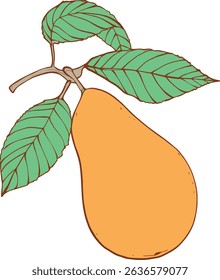 pear fruit branch leaves botanical illustration hand drawn sketch