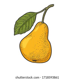 Pear fruit color sketch engraving vector illustration. T-shirt apparel print design. Scratch board imitation. Black and white hand drawn image.