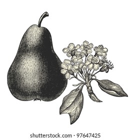 Pear fruit and flower - vintage engraved illustration - "Dictionnaire encyclopÃ©dique universel illustrÃ©" By Jules Trousset - 1891 Paris