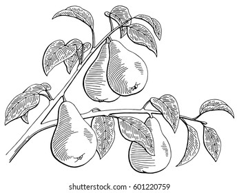 26,050 Pear sketch Images, Stock Photos & Vectors | Shutterstock