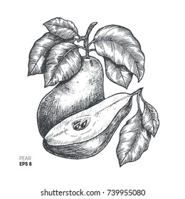 Pear fruit illustration. Engraved style illustration. Vector illustration