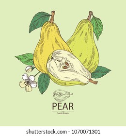 Pear; fruit, leaves, flower and pear slice. Vector hand drawn illustration.