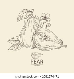 Pear: fruit, leaves, flower and pear slice. Vector hand drawn illustration.