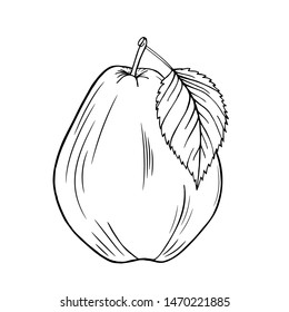 Pear. Fruit. Leaves. Graphic vector sketch. Hand drawn. Black and white. Stylized linear illustration. Isolated on white background. Engraved. Coloring. 