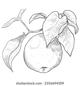 Pear fruit line art sketch illustration