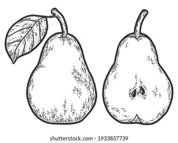 Pear fruit. set whole half, cut. Sketch scratch board imitation. Black and white. Engraving vector illustration