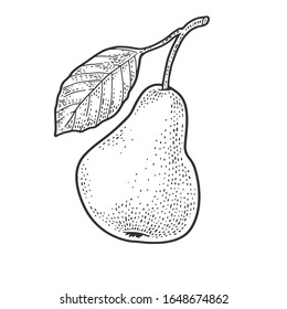 Pear fruit sketch engraving vector illustration. T-shirt apparel print design. Scratch board imitation. Black and white hand drawn image.