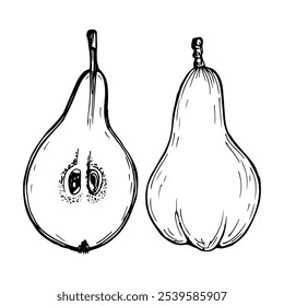 Pear fruit sketch outline illustration. Simple doodle drawing in engraving style. Hand drawn vector line art clipart