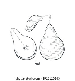 Pear fruit sketch vector illustration. Hand drawn pear isolated on white background.