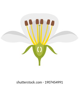 Pear fruit tree flower flat vector icon. Garden blossom isolated on white background. Spring orchard element