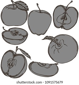 Pear fruit vector illustration, vector