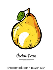 Pear fruit vector isolate. Yellow whole pear, green leaf. Fruits hand drawn illustration. Trendy food vegetarian sweet ripe fruit icon logo sketch style. Pears illustration isolated white background