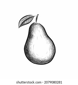 Pear in the graphic style of ink hatching on a white background. Vector illustration