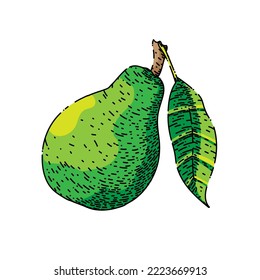 pear green hand drawn vector. fruit leaf, half cut, food raw, ripe slice, fresh organic, williams healthy pear green sketch. isolated color illustration