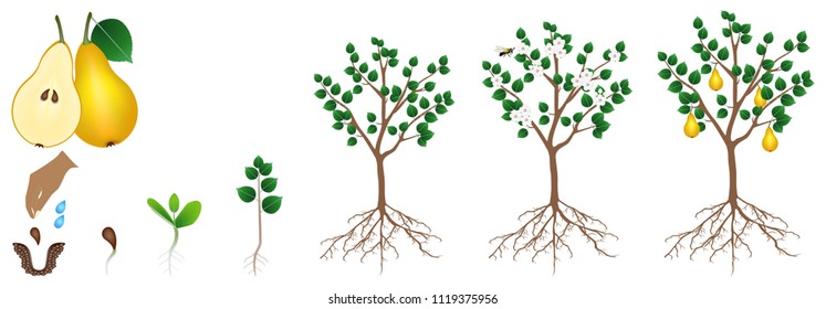 The pear growth cycle is isolated on a white background.