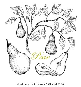 Pear, half and slices. Branch with fruits. Black and white sketch. Isolated. On white background.Vegetarian food sketch. For backgrounds, packaging and labeling, posters and prints.