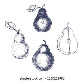 pear hand drawing set, vector illustration isolated on white background