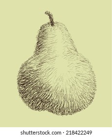 Pear hand drawing, sketch, vector illustration.