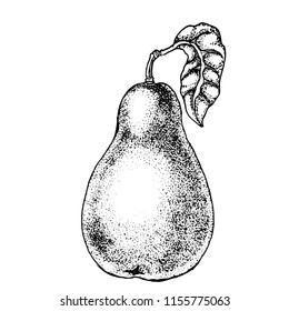 pear, hand drawing, vector illustration isolated on white background